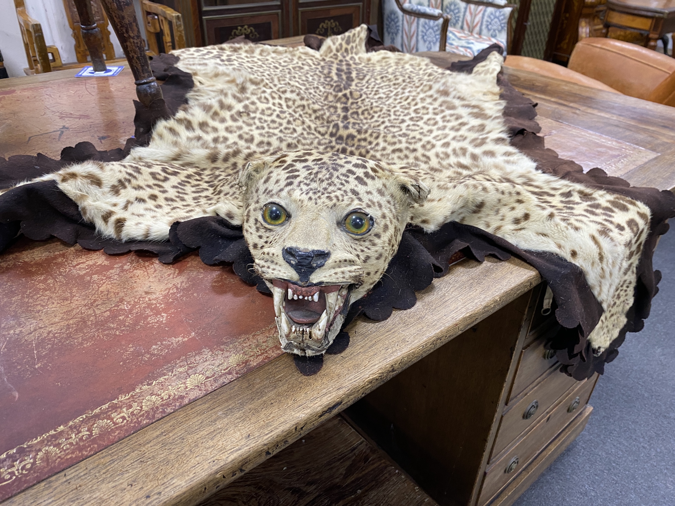 An early 20th century taxidermy leopard rug with head, felt backed, later lining, length 190cm